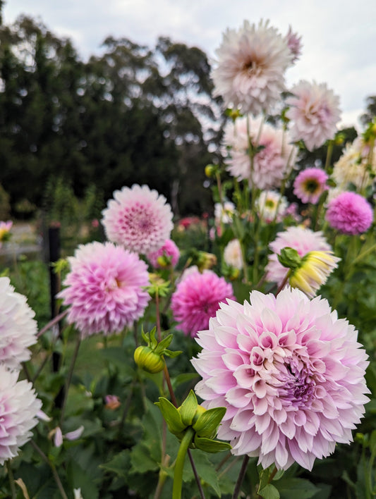 QV Petal Power